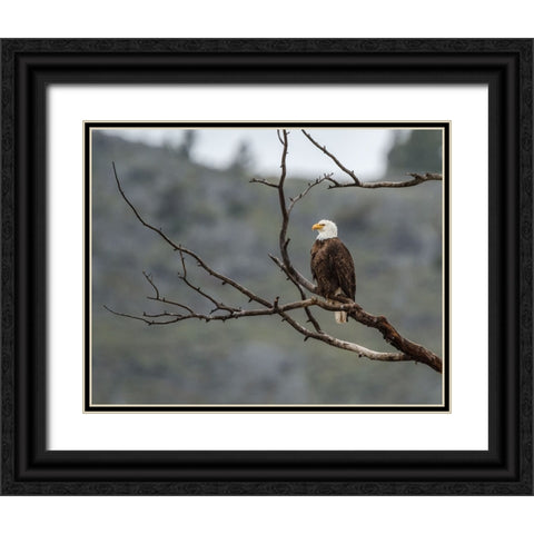 Bald Eagle Perched in YNP Black Ornate Wood Framed Art Print with Double Matting by Galloimages Online
