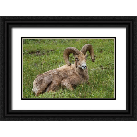 Big Horn Ram Yellowstone Black Ornate Wood Framed Art Print with Double Matting by Galloimages Online