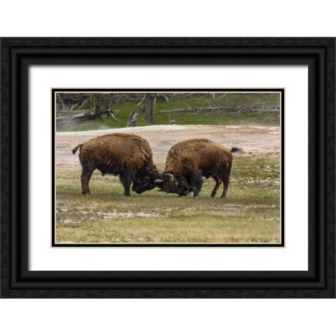 Bison Bulls Sparing YNP Black Ornate Wood Framed Art Print with Double Matting by Galloimages Online