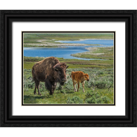 Bison Cow and Calf YNP Black Ornate Wood Framed Art Print with Double Matting by Galloimages Online