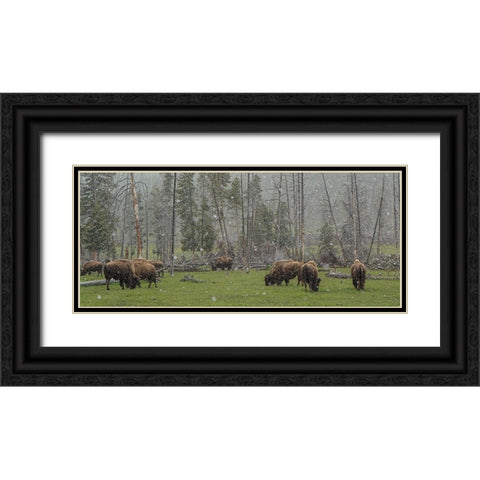 Bison Grazing in Snow YNP Black Ornate Wood Framed Art Print with Double Matting by Galloimages Online