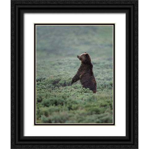 Black Bear Cub Upright YNP Black Ornate Wood Framed Art Print with Double Matting by Galloimages Online