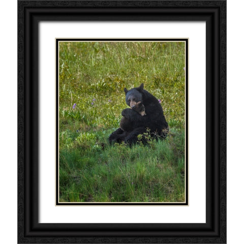 Black Bear Hugging Cub Black Ornate Wood Framed Art Print with Double Matting by Galloimages Online