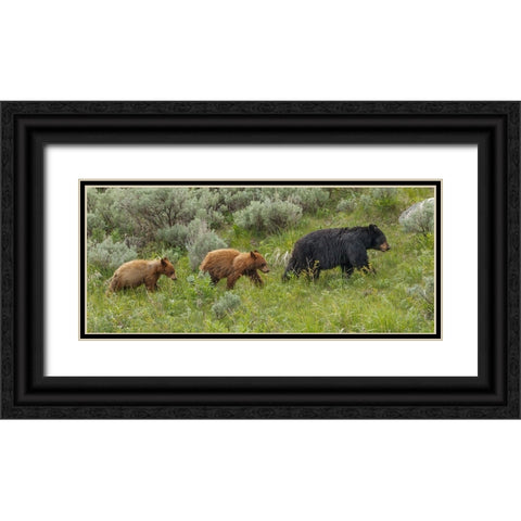 Â Sow and Cubs Walking Black Ornate Wood Framed Art Print with Double Matting by Galloimages Online