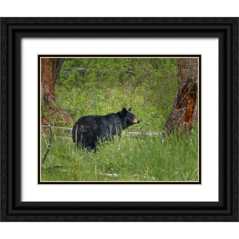 Black Bear Sow Watching Cubs YNP Black Ornate Wood Framed Art Print with Double Matting by Galloimages Online