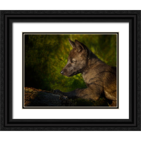 Black Wolf Pup Black Ornate Wood Framed Art Print with Double Matting by Galloimages Online