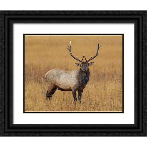 Bull Elk YNP Black Ornate Wood Framed Art Print with Double Matting by Galloimages Online