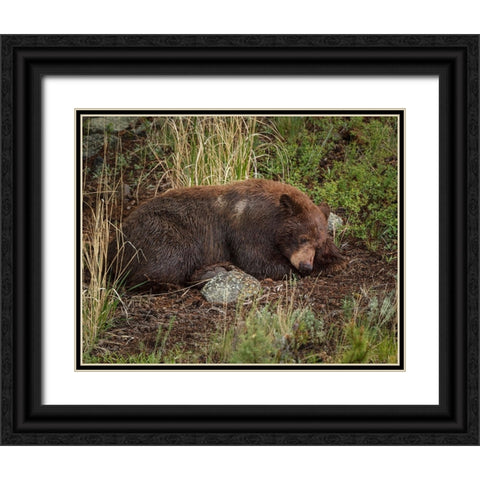 Cinnamon Bear Sleeps YNP Black Ornate Wood Framed Art Print with Double Matting by Galloimages Online