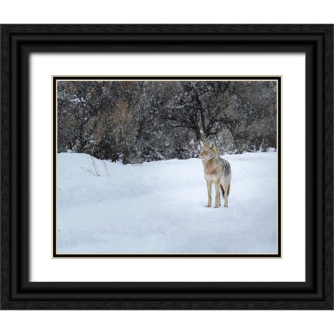 Coyote in Snow YNP Black Ornate Wood Framed Art Print with Double Matting by Galloimages Online