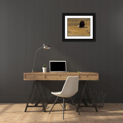 Eagle Flying YNP Black Ornate Wood Framed Art Print with Double Matting by Galloimages Online