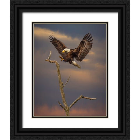 Eagle Landing on Branch Black Ornate Wood Framed Art Print with Double Matting by Galloimages Online