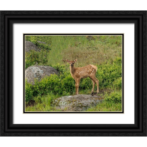 Elk Calf YNP Black Ornate Wood Framed Art Print with Double Matting by Galloimages Online