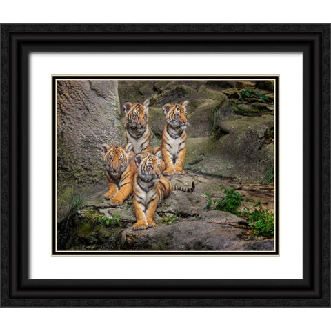 Malayan Tiger Cubs Oil Paint Black Ornate Wood Framed Art Print with Double Matting by Galloimages Online