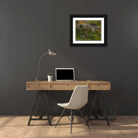 Stalking Coyote YNP Black Ornate Wood Framed Art Print with Double Matting by Galloimages Online