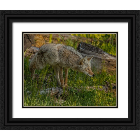 Stalking Coyote YNP Black Ornate Wood Framed Art Print with Double Matting by Galloimages Online