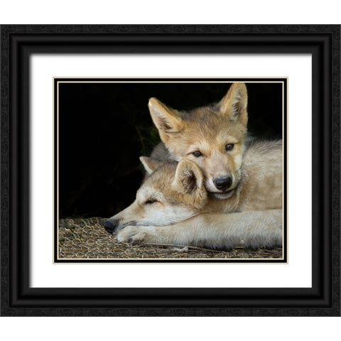 Wolf Pup Brothers Black Ornate Wood Framed Art Print with Double Matting by Galloimages Online