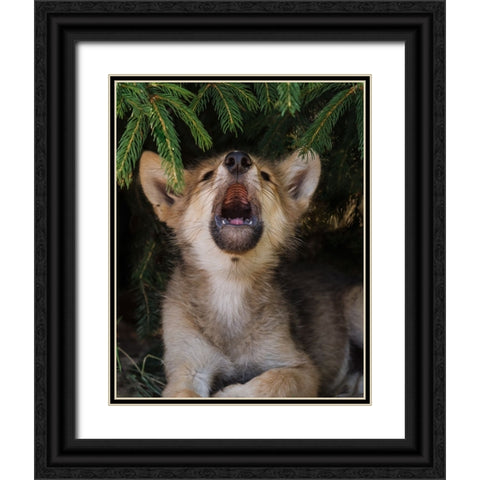 Wolf Pup Howls Black Ornate Wood Framed Art Print with Double Matting by Galloimages Online