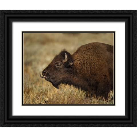 Yellowstone Bison Tongue Out Black Ornate Wood Framed Art Print with Double Matting by Galloimages Online