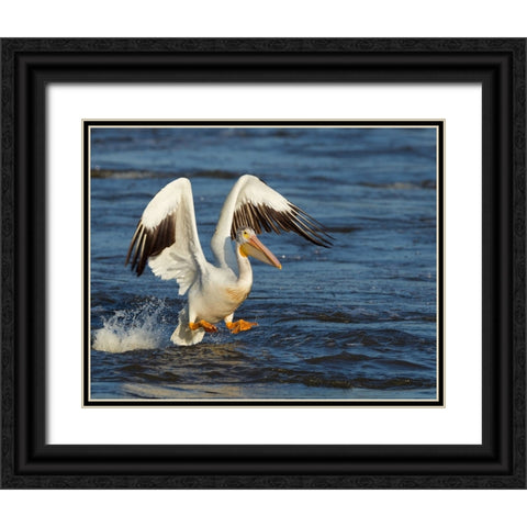 Pelican GIO Black Ornate Wood Framed Art Print with Double Matting by Galloimages Online