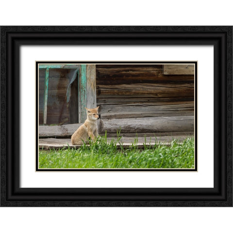 Coyote By Log Cabin Door Black Ornate Wood Framed Art Print with Double Matting by Galloimages Online