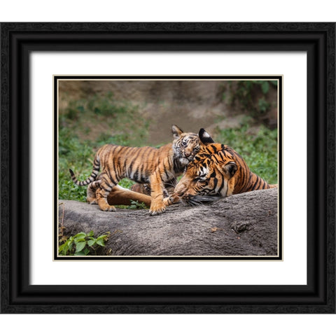 Malayan Tiger Cub: Priceless Black Ornate Wood Framed Art Print with Double Matting by Galloimages Online