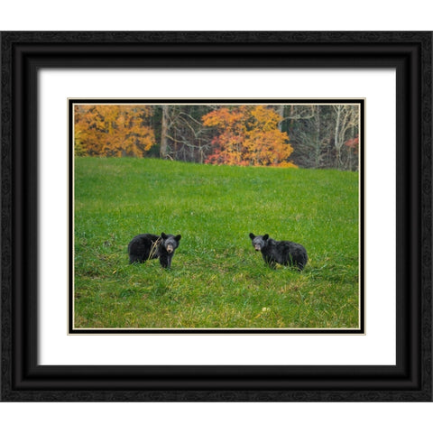 Black Bear Cubs Black Ornate Wood Framed Art Print with Double Matting by Galloimages Online