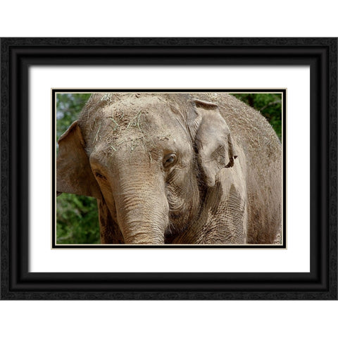 Elephant Black Ornate Wood Framed Art Print with Double Matting by Galloimages Online