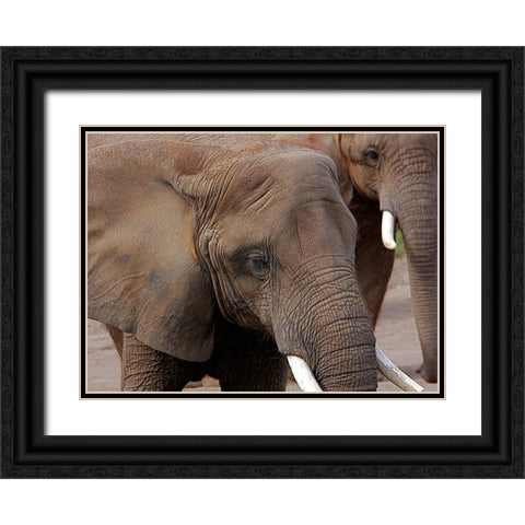 Elephants 2 Black Ornate Wood Framed Art Print with Double Matting by Galloimages Online
