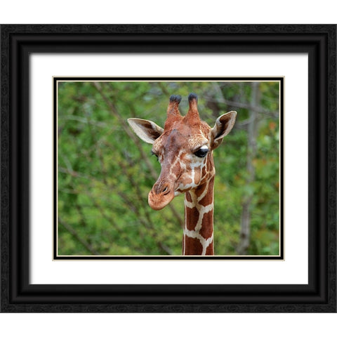Giraffe Black Ornate Wood Framed Art Print with Double Matting by Galloimages Online