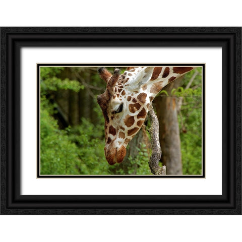 Giraffe 2 Black Ornate Wood Framed Art Print with Double Matting by Galloimages Online