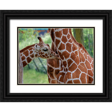 Giraffe And Calf Black Ornate Wood Framed Art Print with Double Matting by Galloimages Online