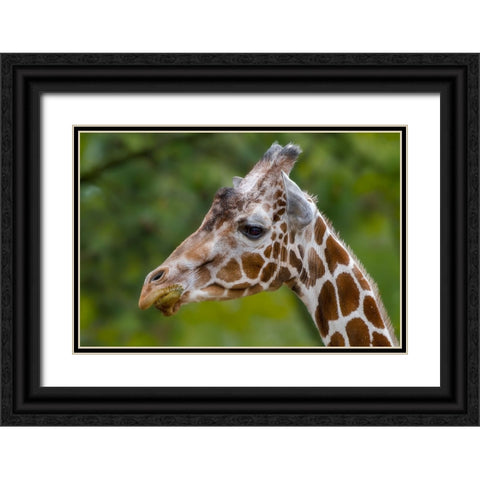 Giraffe Portrait Black Ornate Wood Framed Art Print with Double Matting by Galloimages Online
