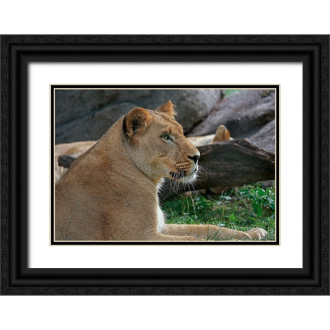 Lioness Black Ornate Wood Framed Art Print with Double Matting by Galloimages Online