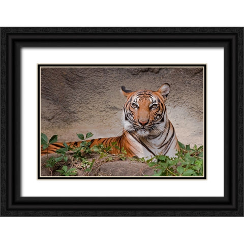 Malayan Tigress Black Ornate Wood Framed Art Print with Double Matting by Galloimages Online