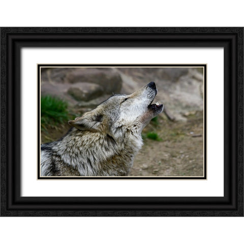 Mexican Wolf Black Ornate Wood Framed Art Print with Double Matting by Galloimages Online