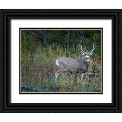 Mule Deer Buck Black Ornate Wood Framed Art Print with Double Matting by Galloimages Online