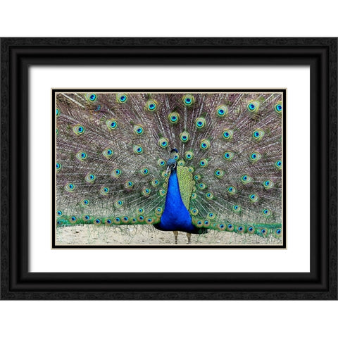 Peacock 1 Black Ornate Wood Framed Art Print with Double Matting by Galloimages Online