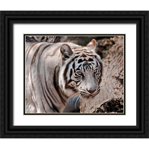 White Tiger 2 Black Ornate Wood Framed Art Print with Double Matting by Galloimages Online