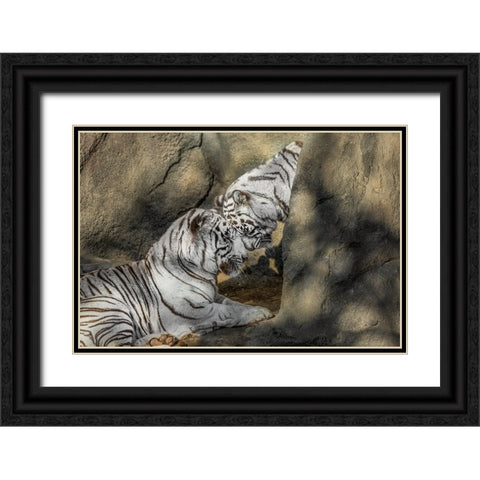 White Tiger Headbutt Black Ornate Wood Framed Art Print with Double Matting by Galloimages Online