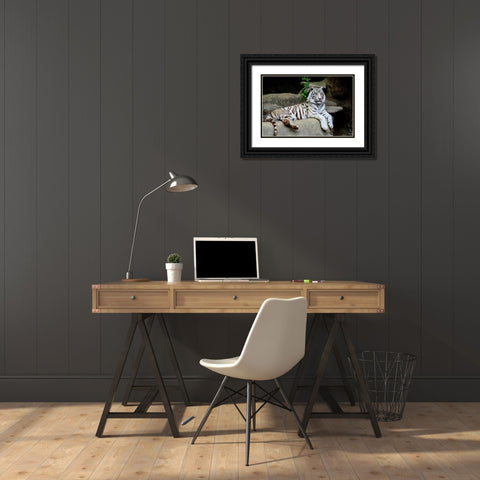 White Tiger Black Ornate Wood Framed Art Print with Double Matting by Galloimages Online