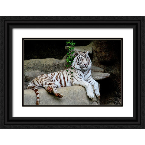 White Tiger Black Ornate Wood Framed Art Print with Double Matting by Galloimages Online