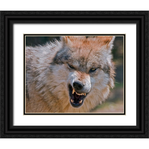 Wolf Black Ornate Wood Framed Art Print with Double Matting by Galloimages Online