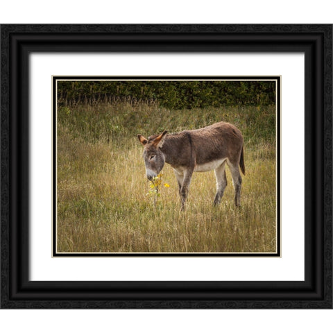 Young Burro Black Ornate Wood Framed Art Print with Double Matting by Galloimages Online