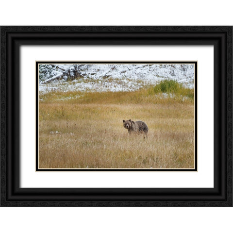 Young Grizzly In Yellowstone Black Ornate Wood Framed Art Print with Double Matting by Galloimages Online