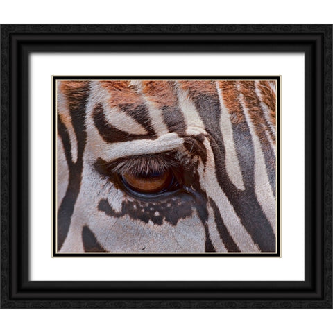 Zebra Eye Black Ornate Wood Framed Art Print with Double Matting by Galloimages Online