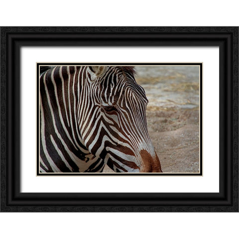 Zebra Black Ornate Wood Framed Art Print with Double Matting by Galloimages Online
