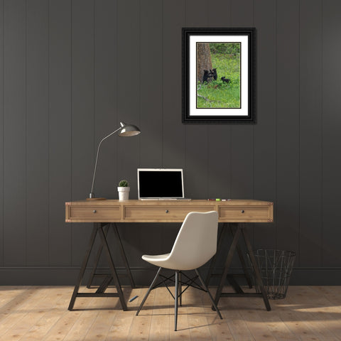3 Black Bear Cubs (YNP) Black Ornate Wood Framed Art Print with Double Matting by Galloimages Online
