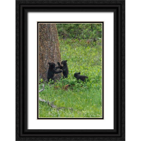 3 Black Bear Cubs (YNP) Black Ornate Wood Framed Art Print with Double Matting by Galloimages Online