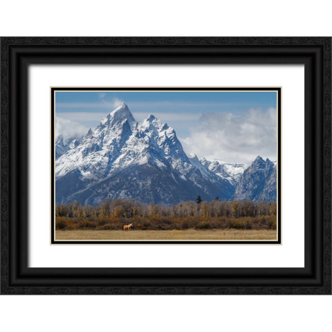 A Horse In Front Of The Grand Teton Black Ornate Wood Framed Art Print with Double Matting by Galloimages Online