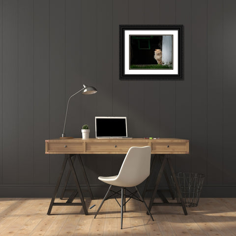 Barn Cat 2 Black Ornate Wood Framed Art Print with Double Matting by Galloimages Online